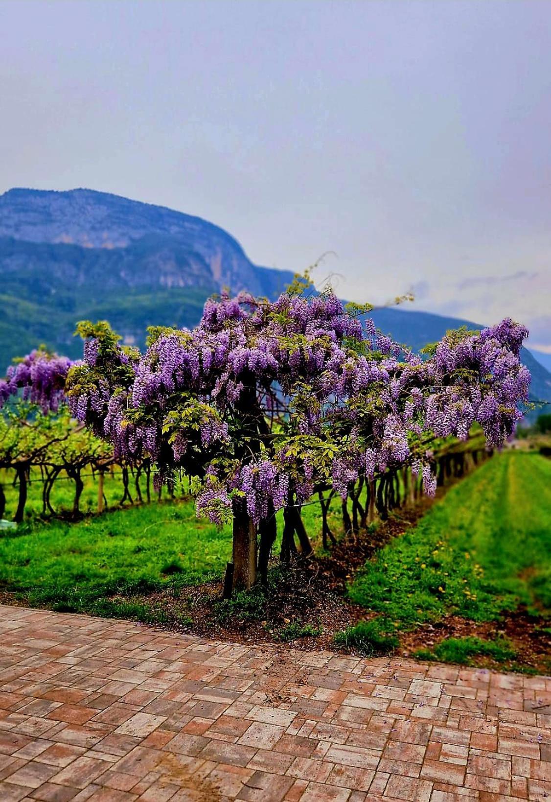 Antico Fienile Agritur Villa Mezzocorona Exteriör bild